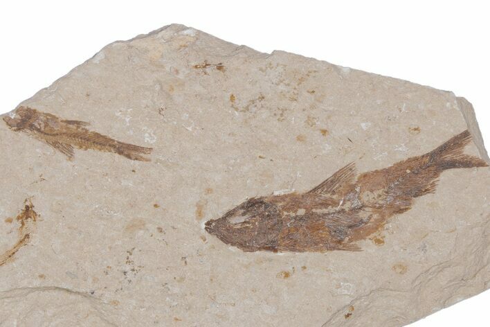 Two Cretaceous Fossil Fish - Lebanon #218855